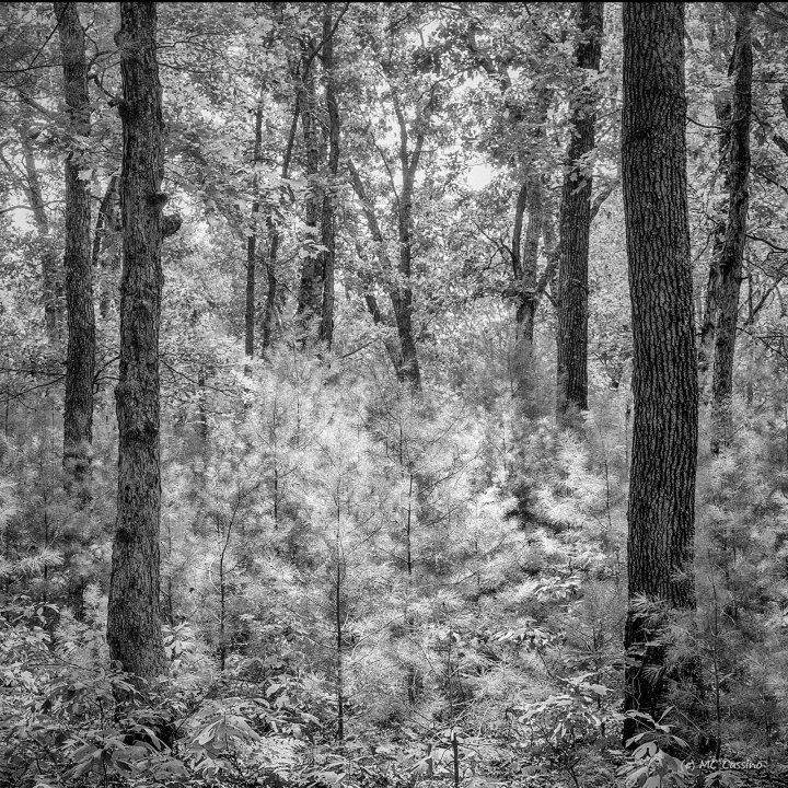 Allegan Forest Series