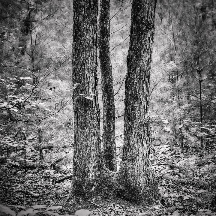 Allegan Forest Series