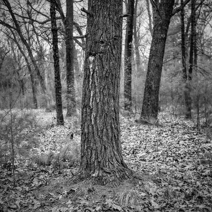 Allegan Forest Series