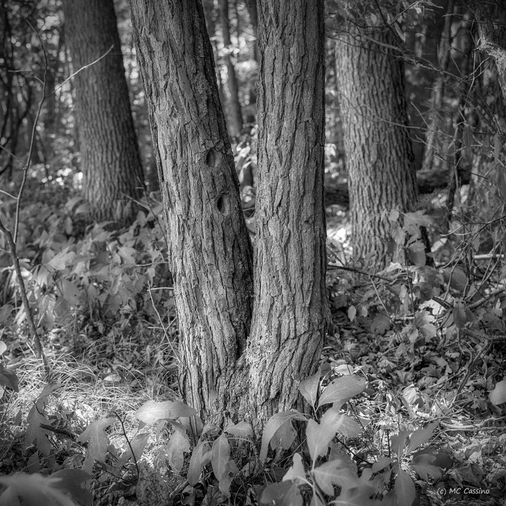 Allegan Forest Series