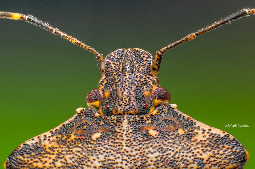 Focus Stacked Insect and Spider Macro Photographs