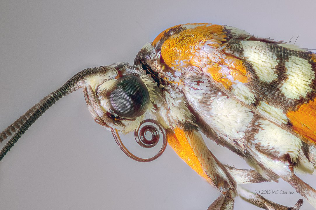 Focus Stacked Insect and Spider Macro Photographs