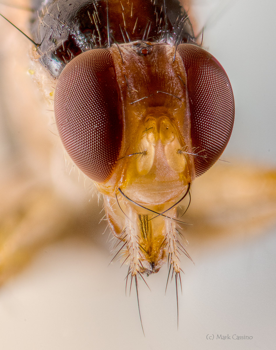 Focus Stacked Insect and Spider Macro Photographs