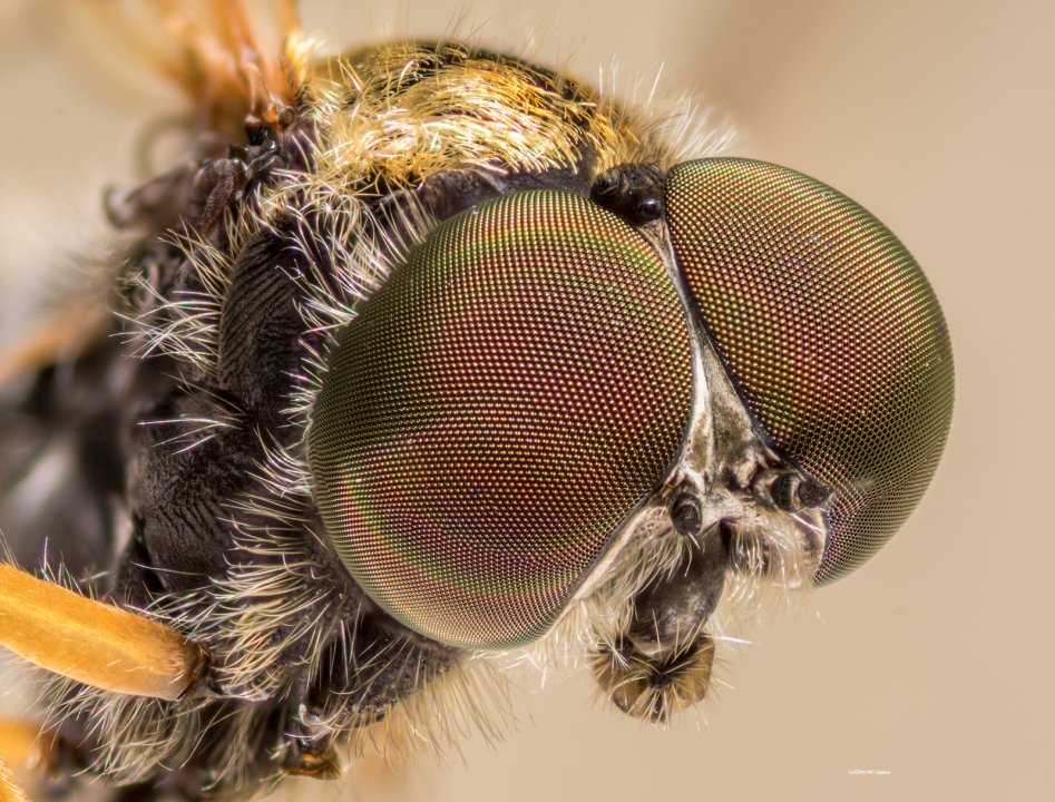 Focus Stacked Insect and Spider Macro Photographs