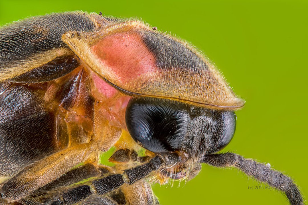 Focus Stacked Insect and Spider Macro Photographs