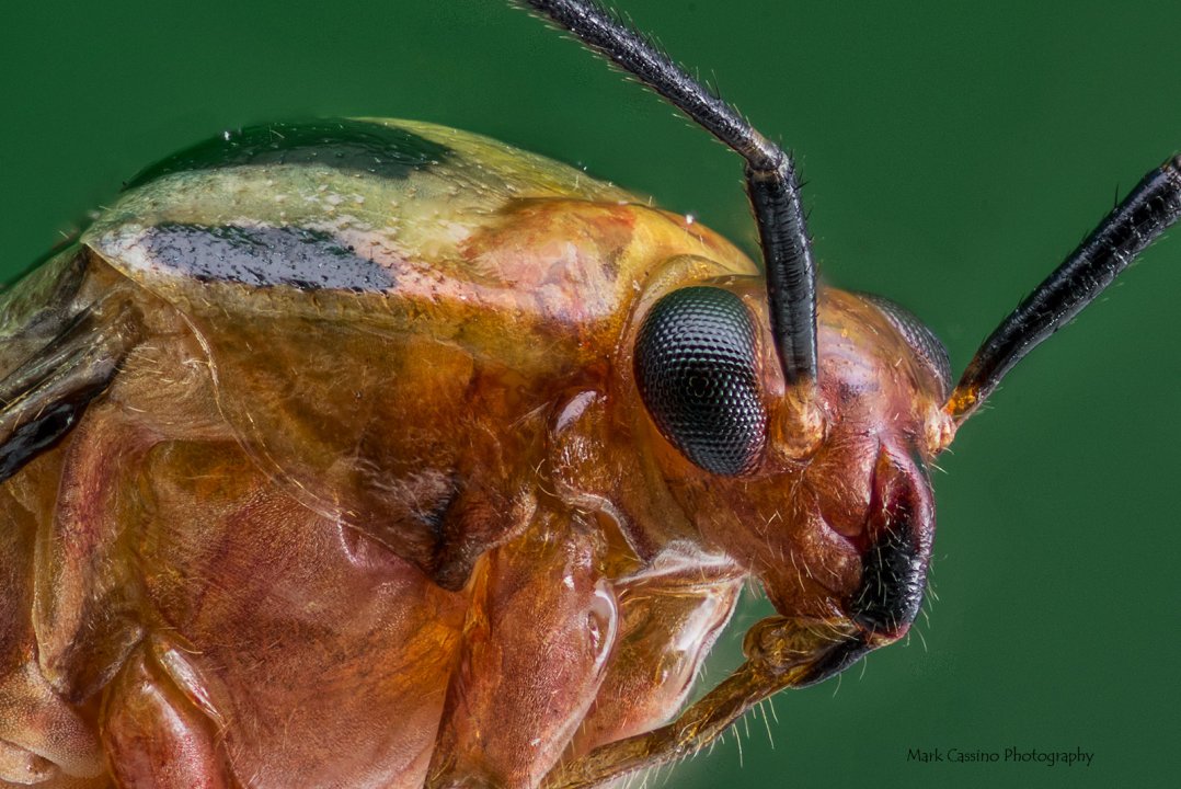 Focus Stacked Insect and Spider Macro Photographs