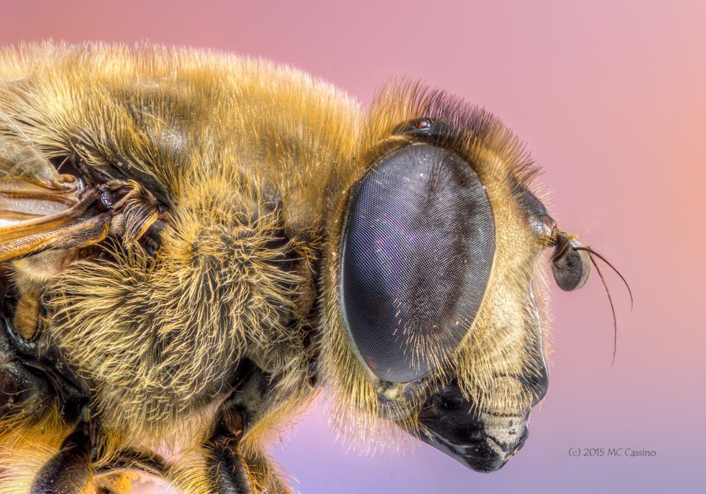 Focus Stacked Insect and Spider Macro Photographs