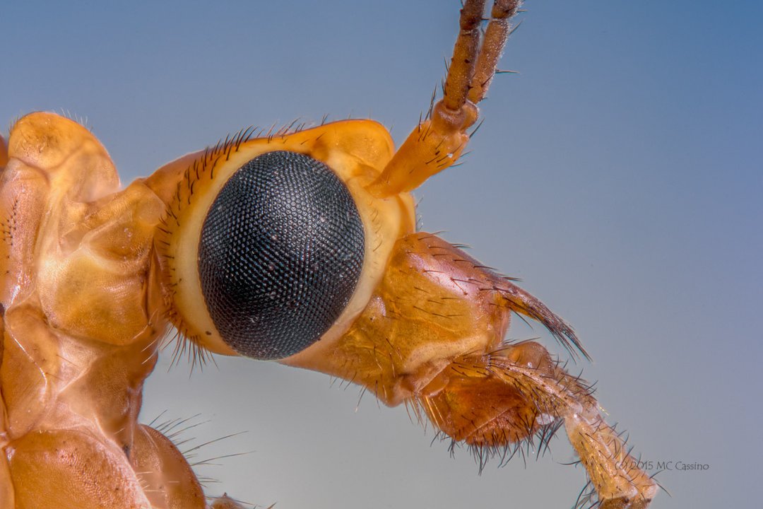 Focus Stacked Insect and Spider Macro Photographs