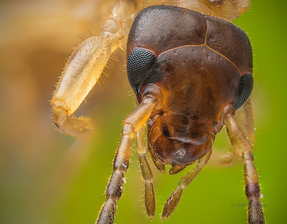 Focus Stacked Insect and Spider Macro Photographs