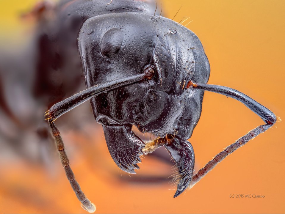 Focus Stacked Insect and Spider Macro Photographs