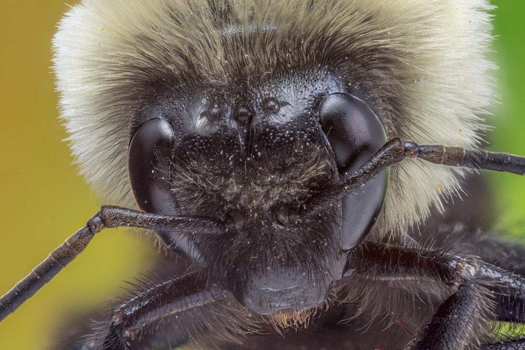 Focus Stacked Insect and Spider Macro Photographs