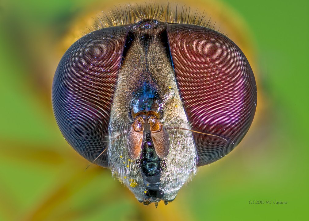 Focus Stacked Insect and Spider Macro Photographs