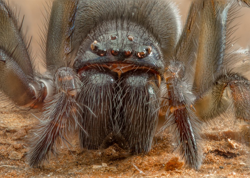 Focus Stacked Insect and Spider Macro Photographs