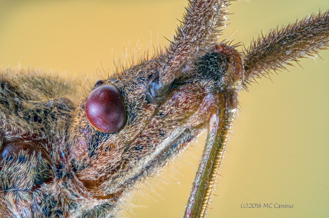 Focus Stacked Insect and Spider Macro Photographs