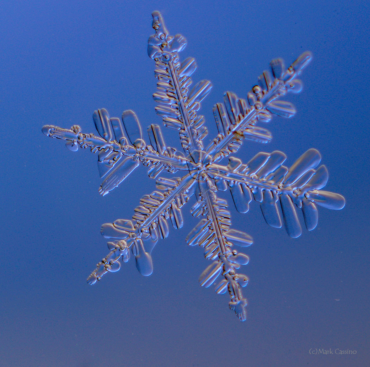 100 Snowflake Photos