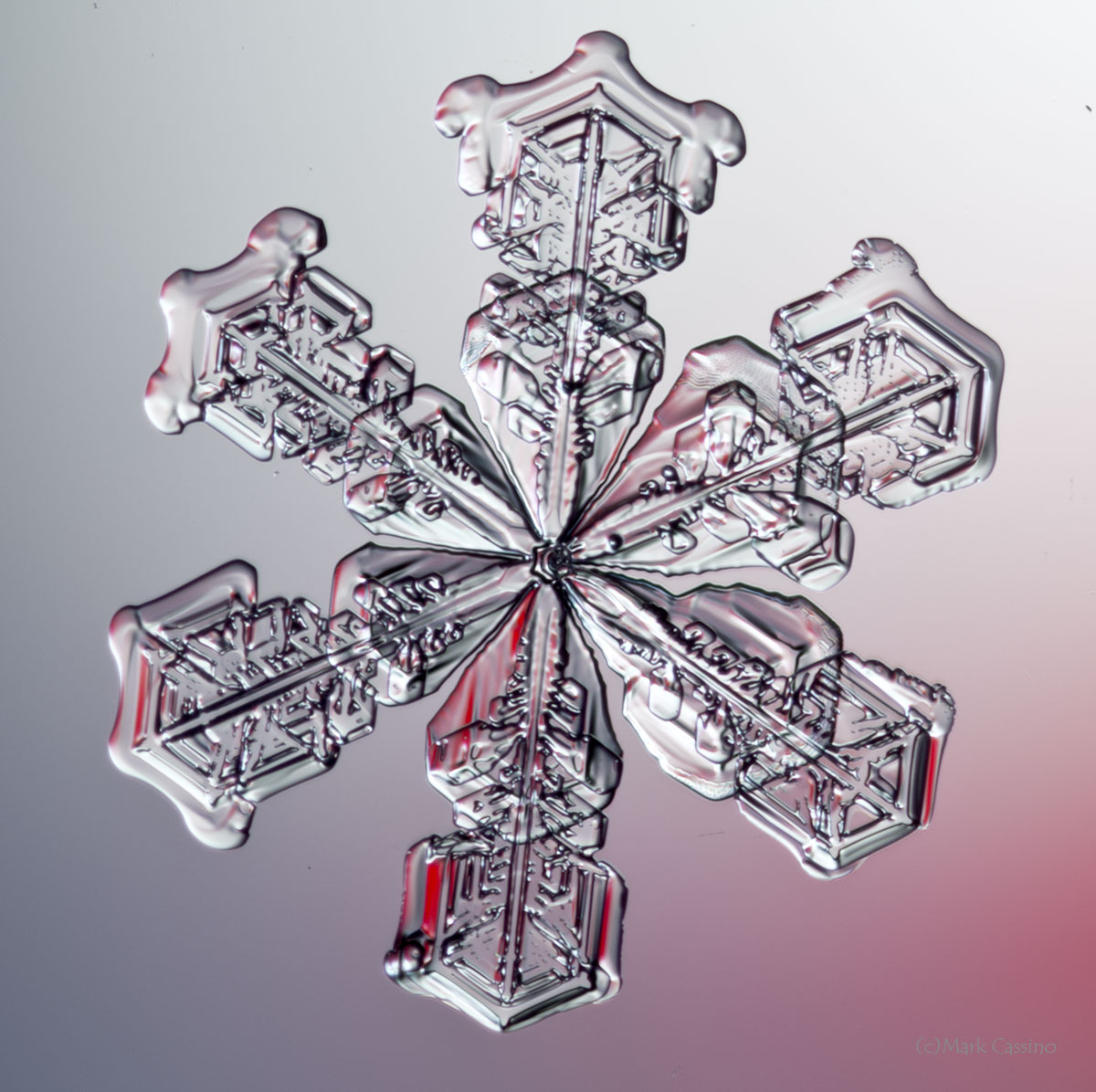 100 Snowflake Photos