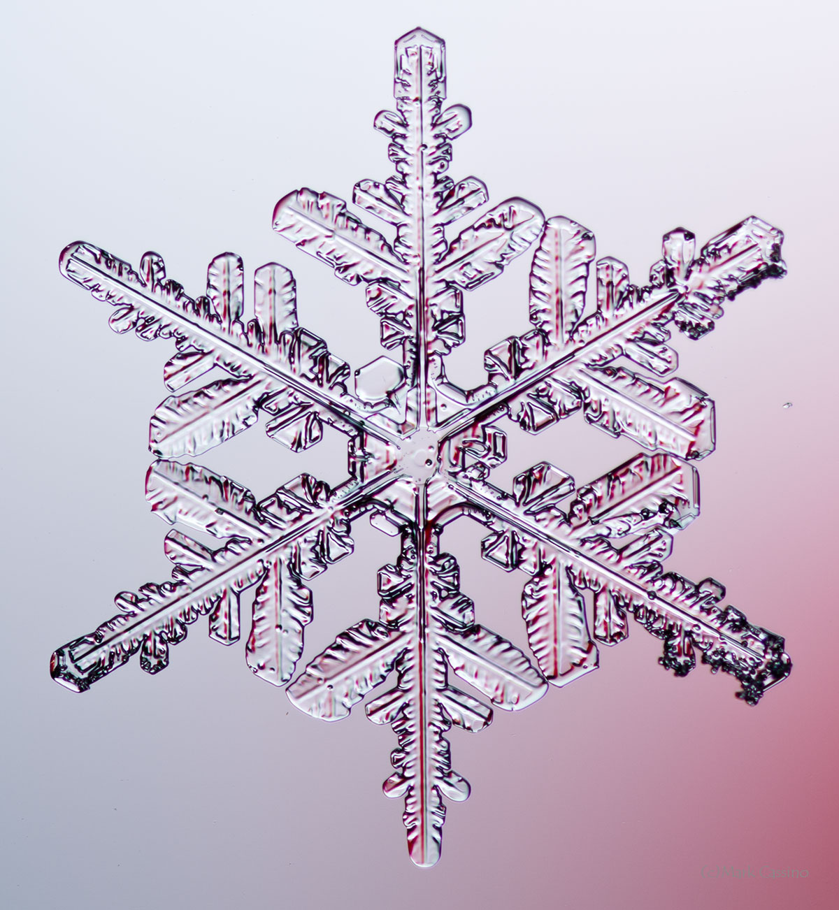 100 Snowflake Photos