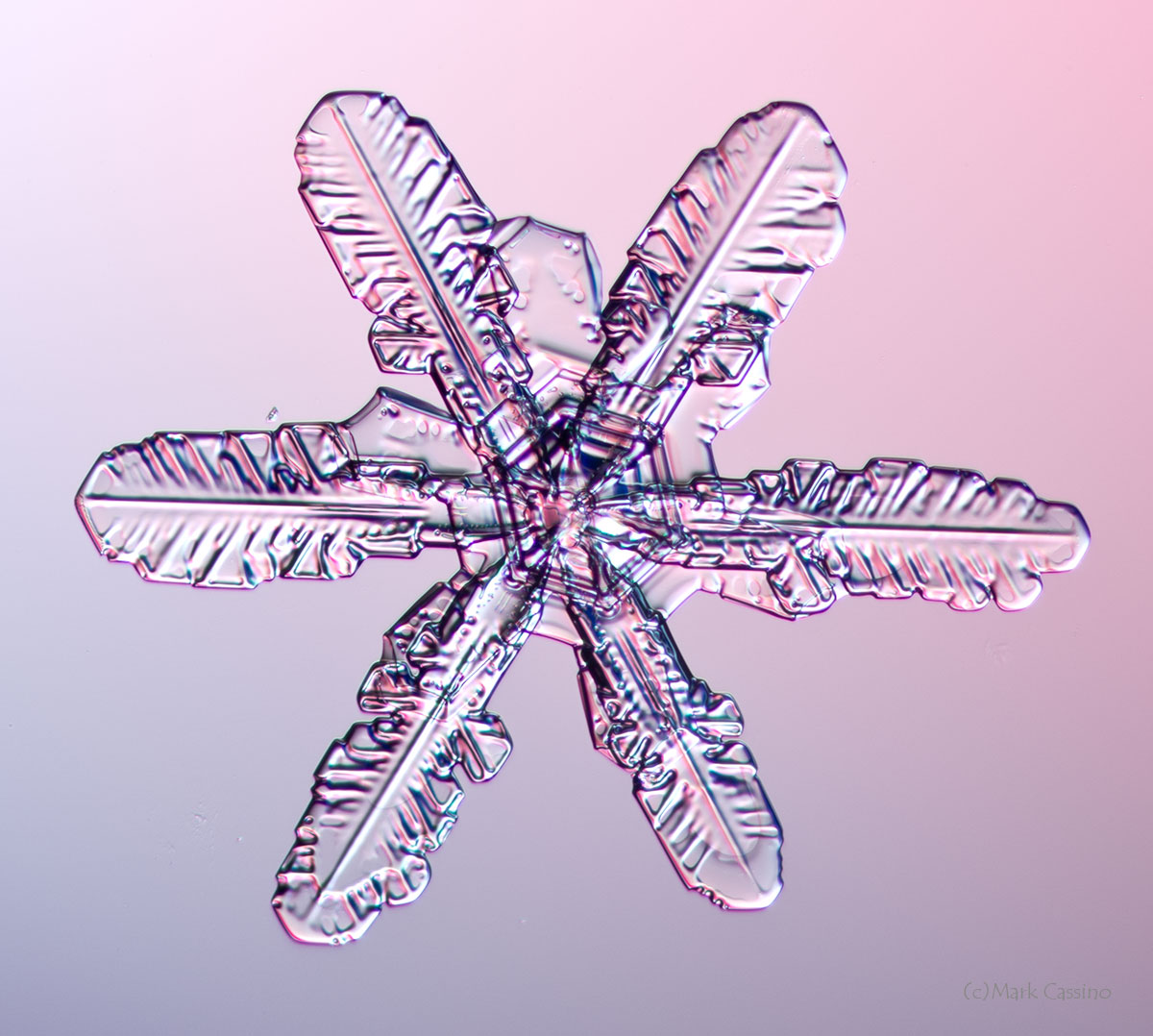 100 Snowflake Photos