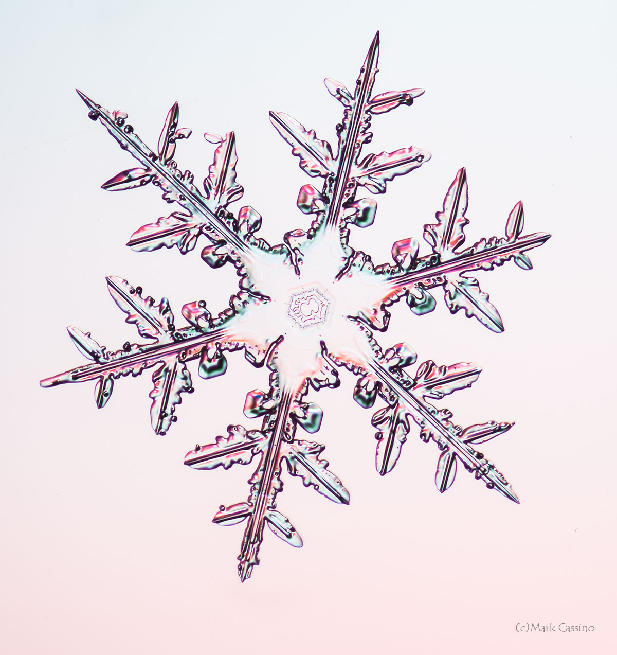 100 Snowflake Photos