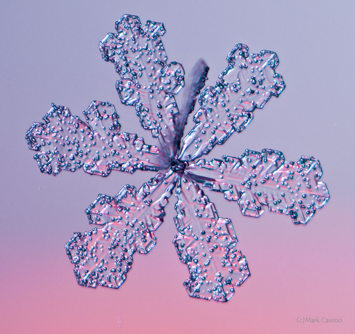 100 Snowflake Photos