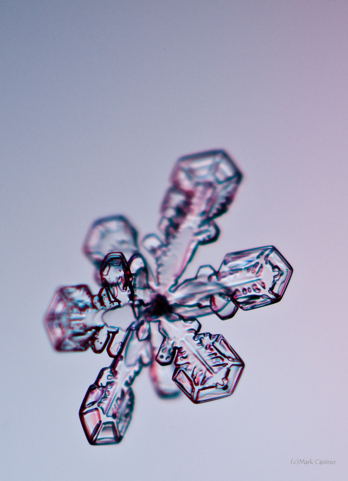 100 Snowflake Photos