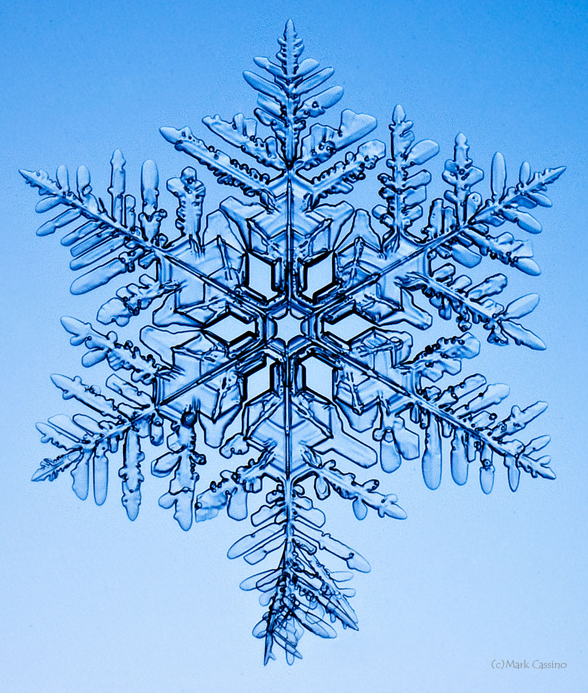 100 Snowflake Photos