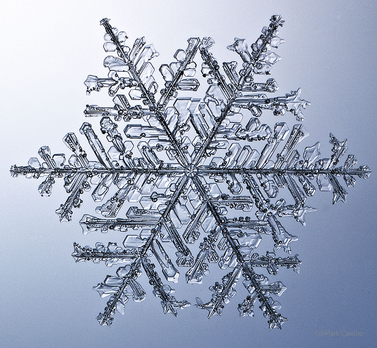 100 Snowflake Photos