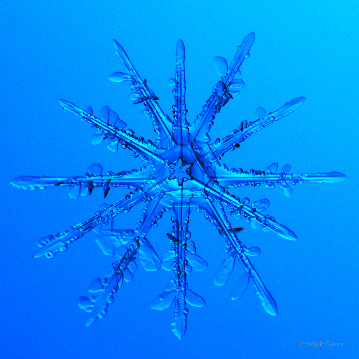 100 Snowflake Photos