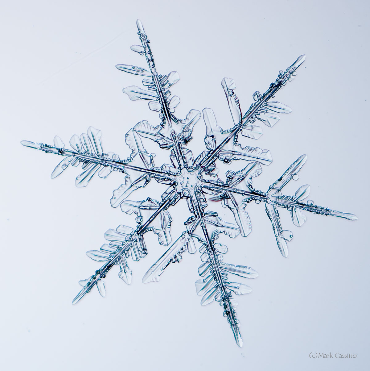 100 Snowflake Photos