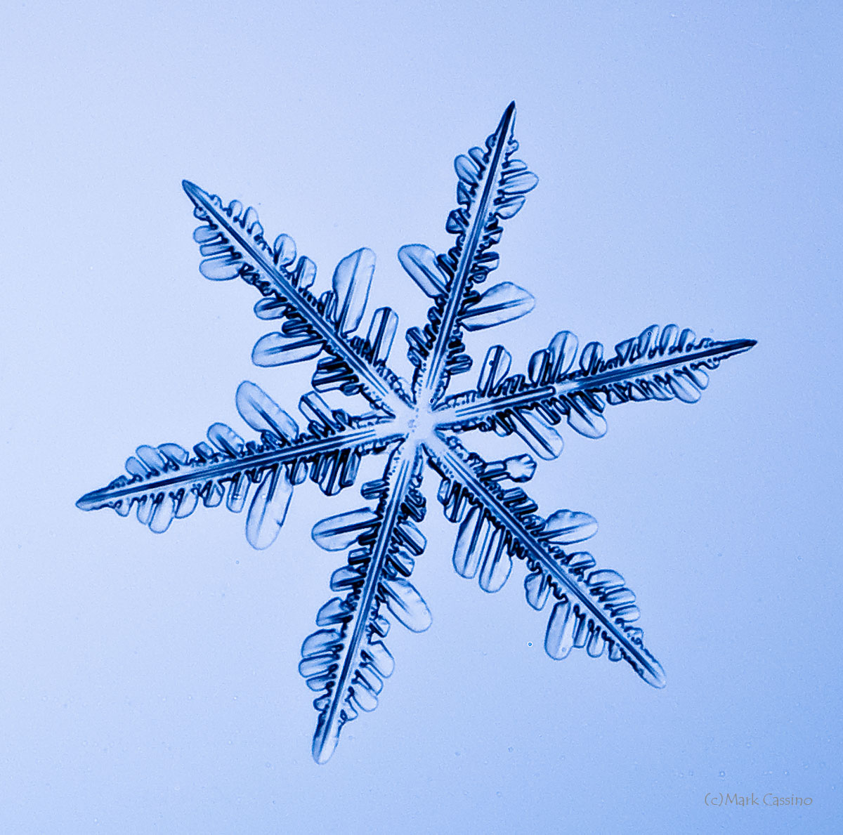 100 Snowflake Photos