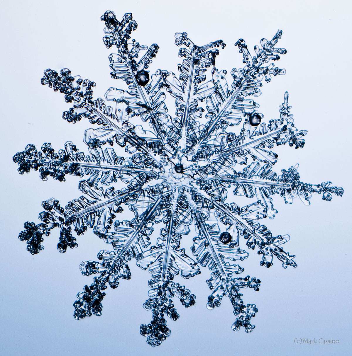 100 Snowflake Photos