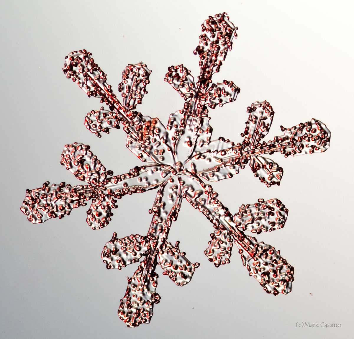 100 Snowflake Photos