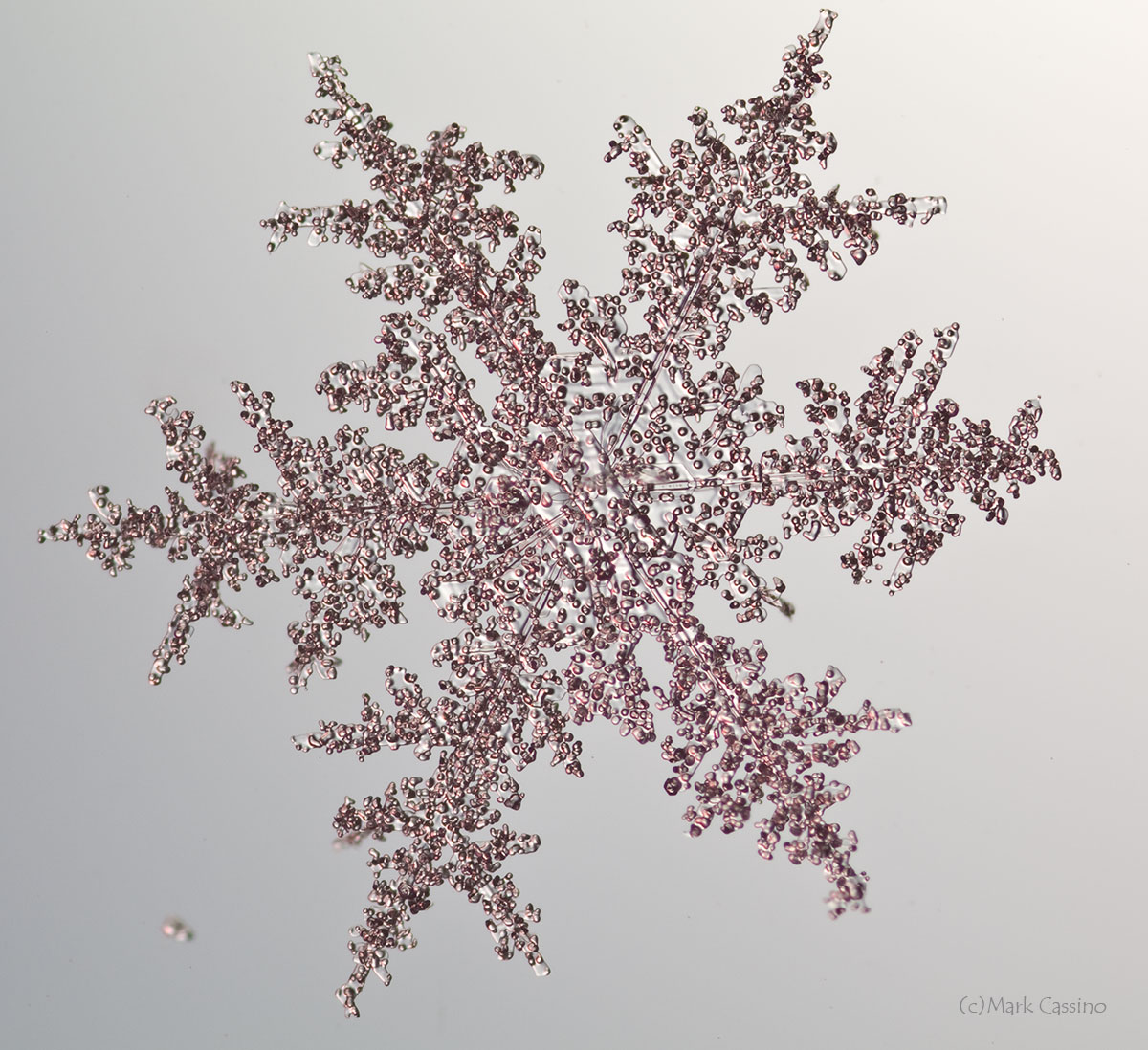 100 Snowflake Photos