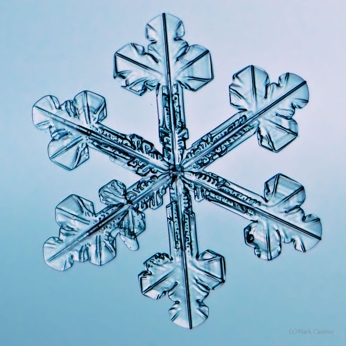 100 Snowflake Photos