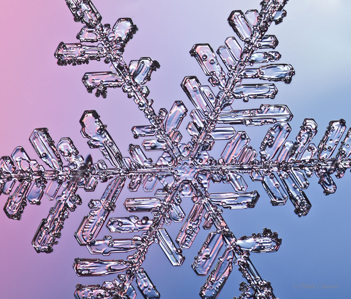 100 Snowflake Photos