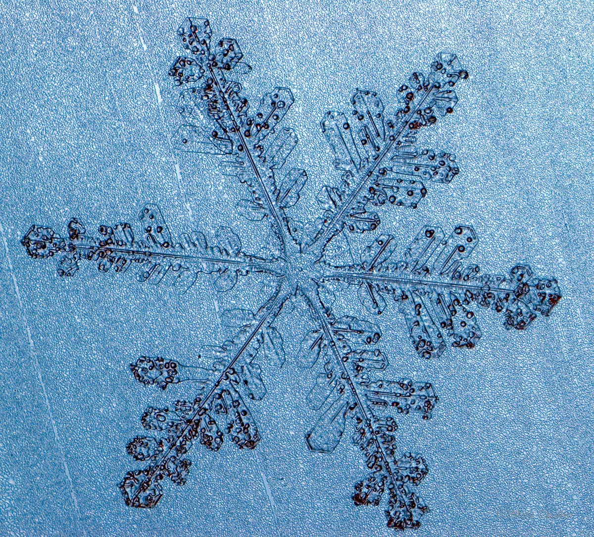 100 Snowflake Photos