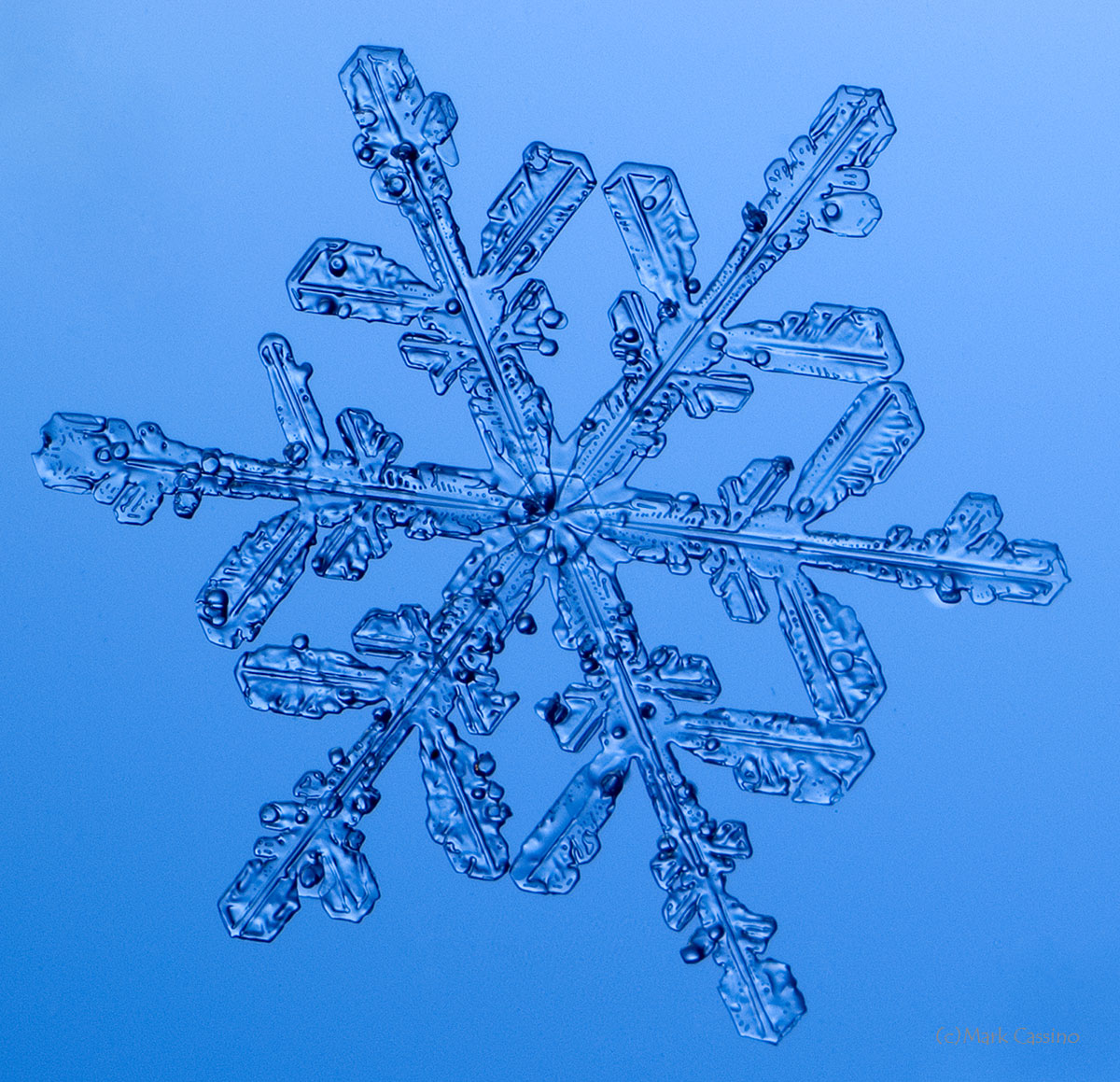 100 Snowflake Photos