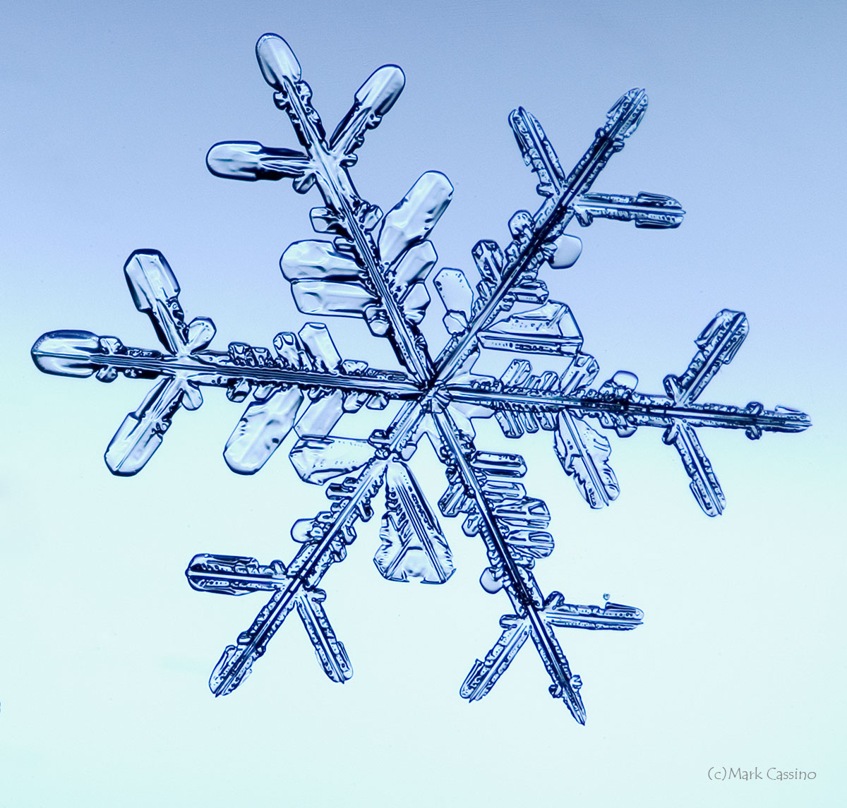 100 Snowflake Photos