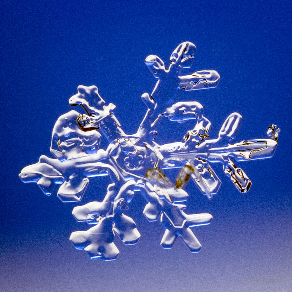 100 Snowflake Photos