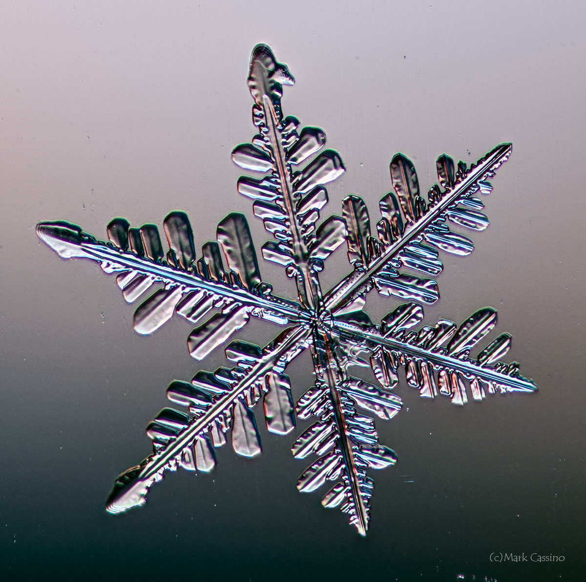 100 Snowflake Photos