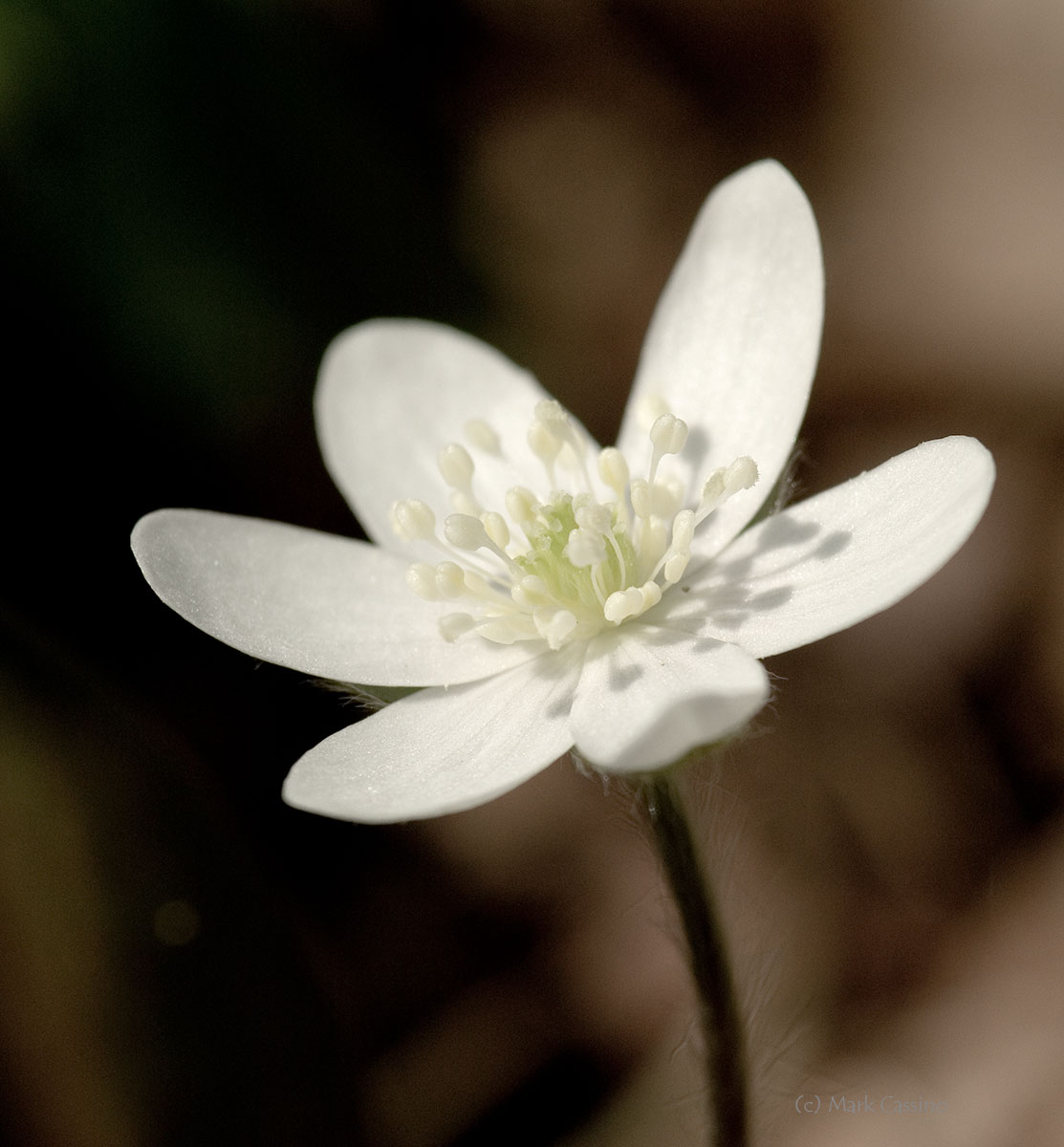 Wildflowers and Botanicals