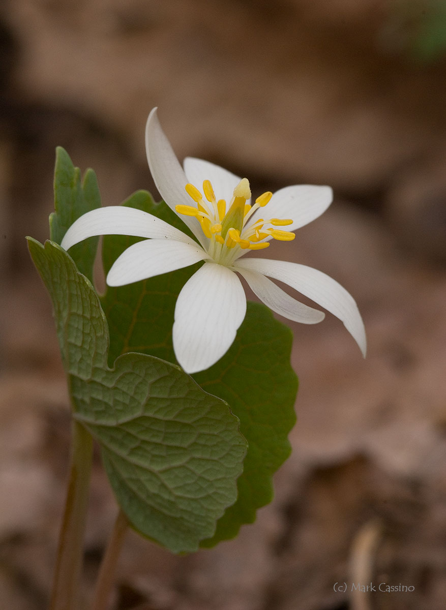 Wildflowers and Botanicals