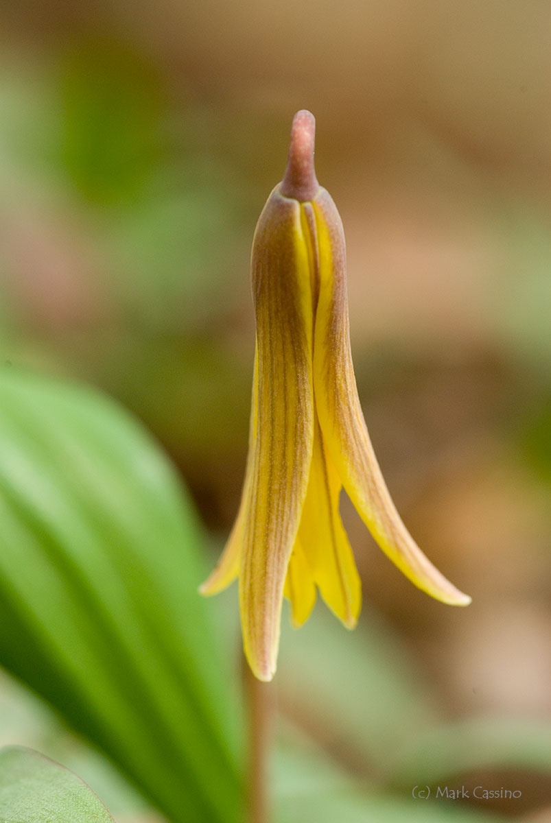 Wildflowers and Botanicals