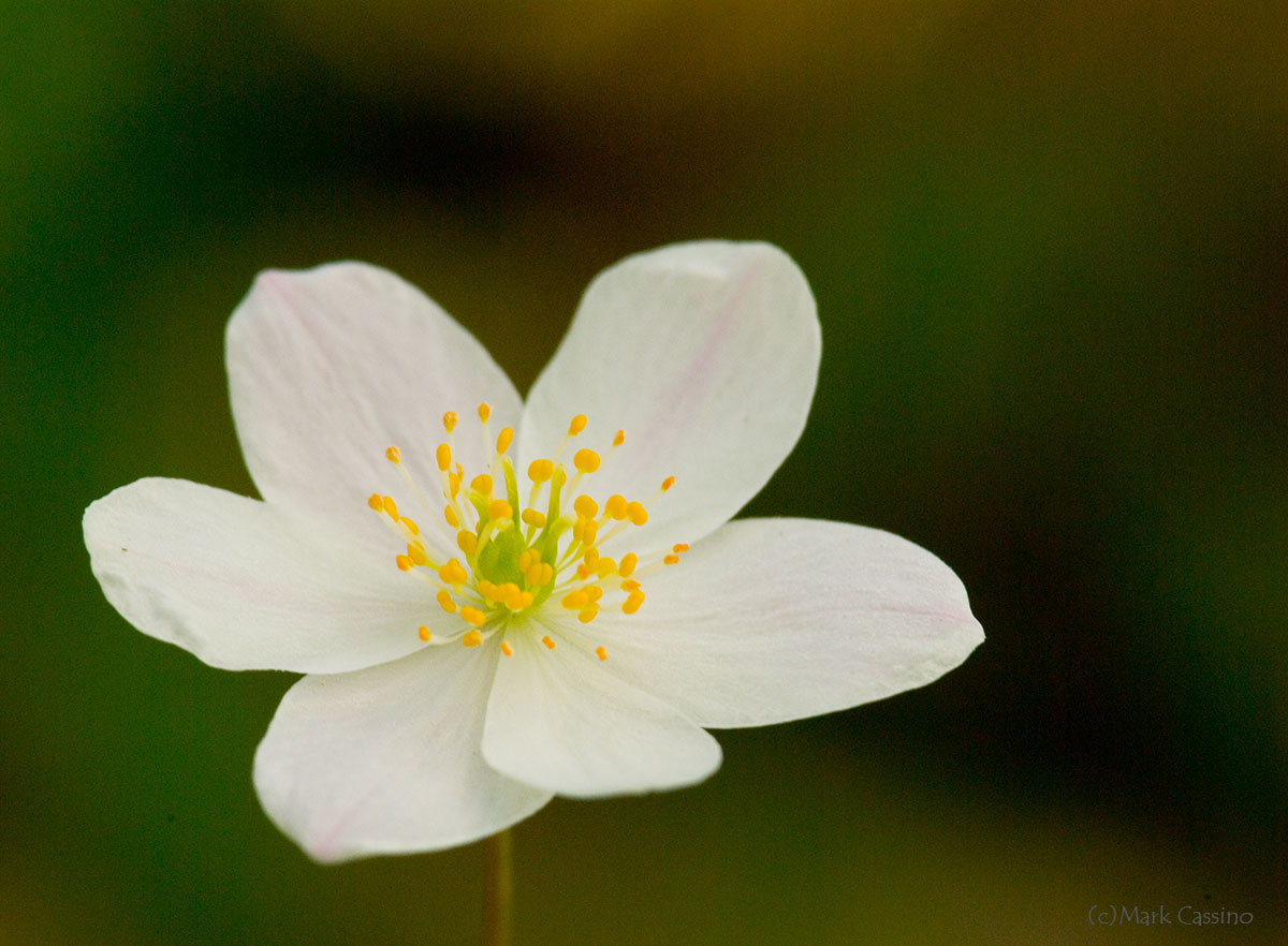 Wildflowers and Botanicals