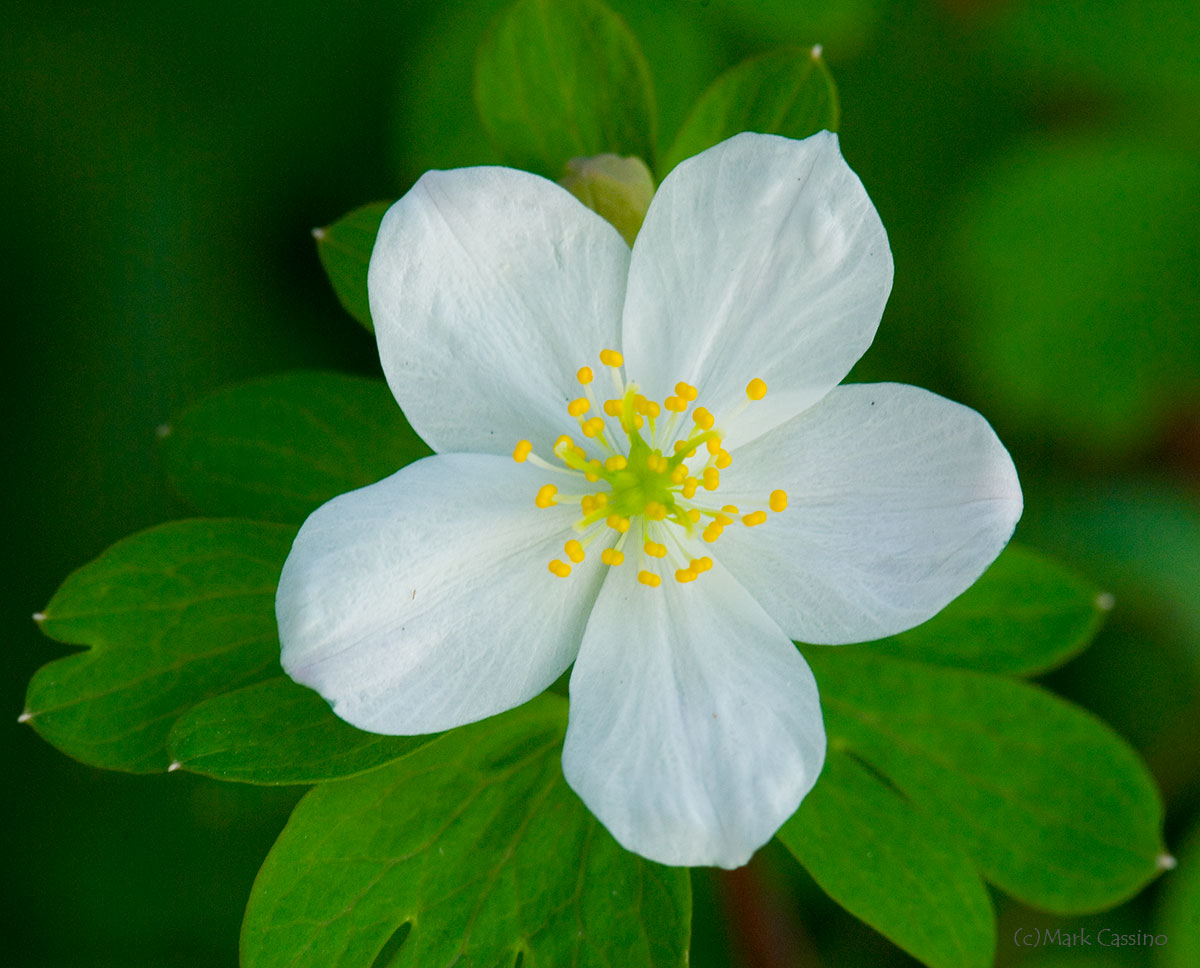 Wildflowers and Botanicals