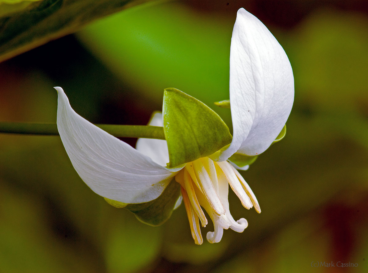 Wildflowers and Botanicals