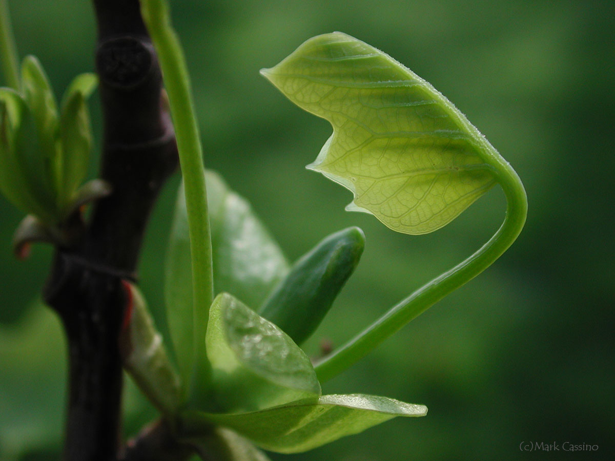 Wildflowers and Botanicals