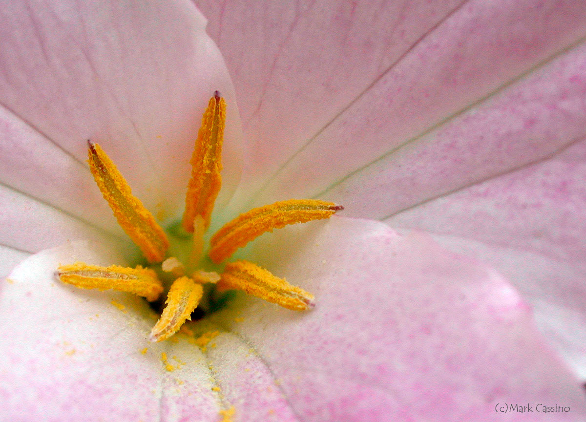 Wildflowers and Botanicals