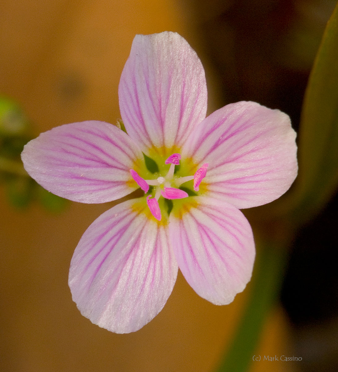 Wildflowers and Botanicals