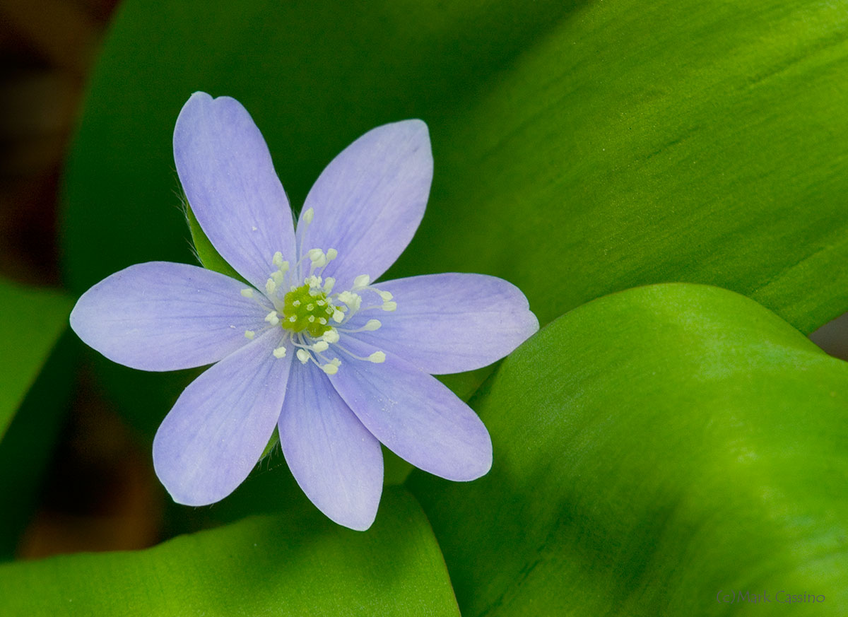 Wildflowers and Botanicals